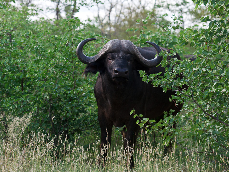 Buffel | Krugerpark, S52, Shingwedzi