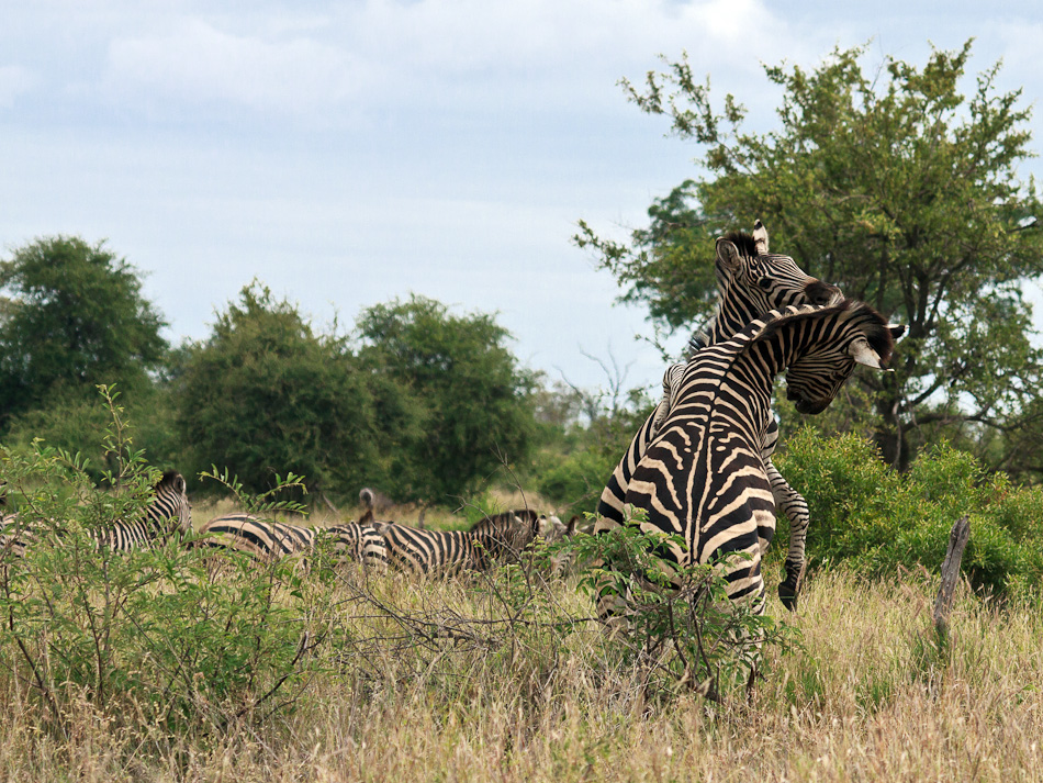 Zebra's | Balule, Krugerpark