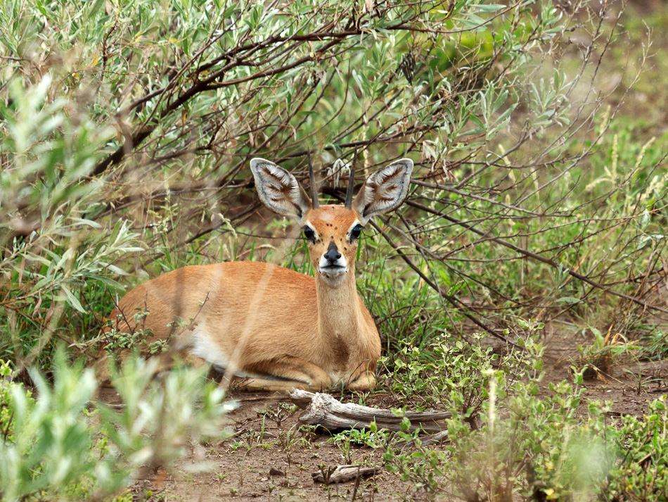 Steenbok |Krugerpark, Balule , 2012