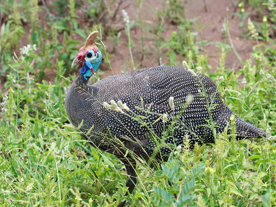 Helmparelhoen | Krugerpark, Balule , 2012