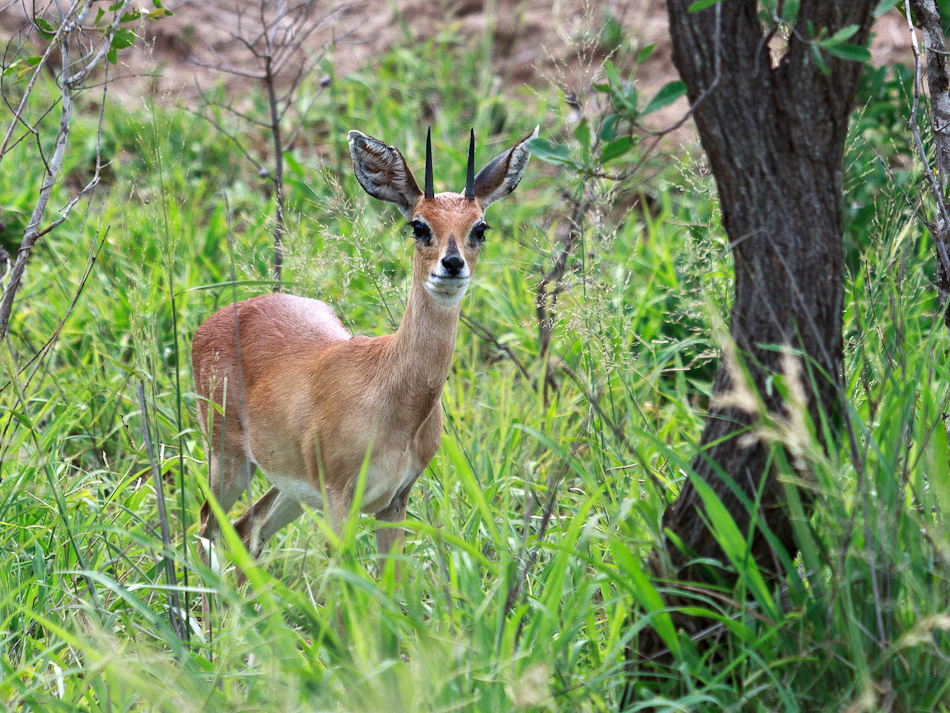 Steenbok |Krugerpark, Tamboti, 2012