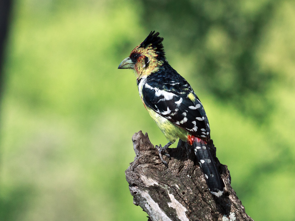 Kuifbaardvogel, Tamboti, 2012