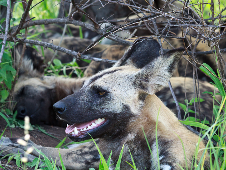 Wilde Honden |Krugerpark, Tamboti, 2012