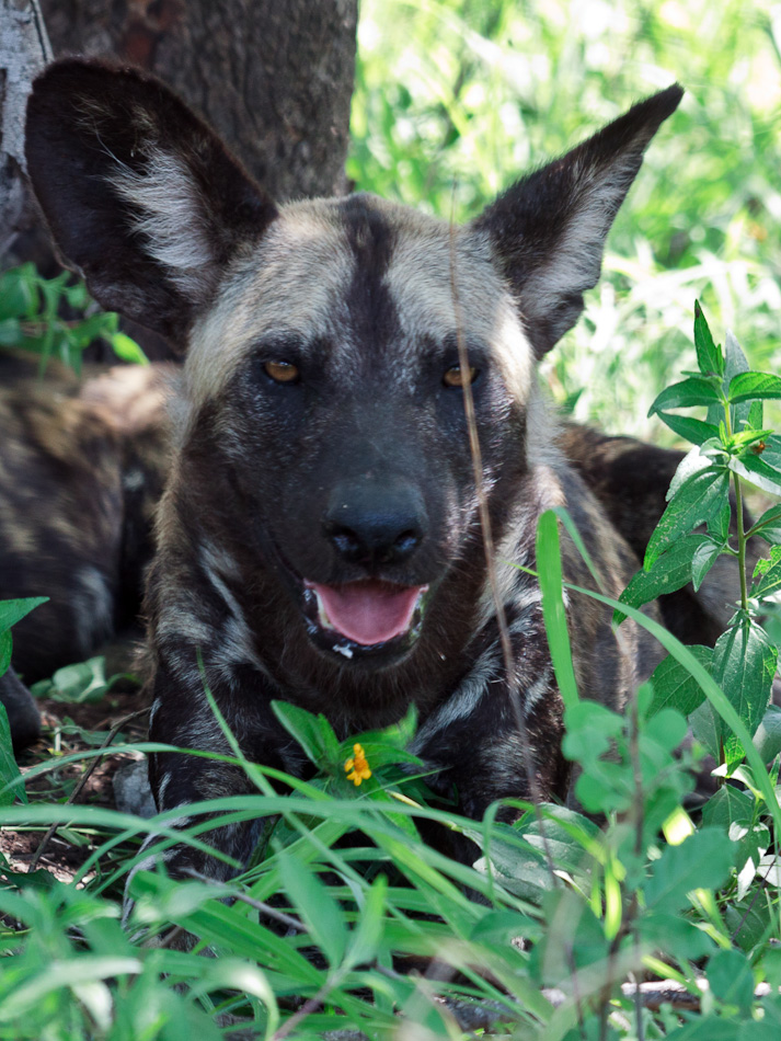 Wilde Honden |Krugerpark, Tamboti, 2012