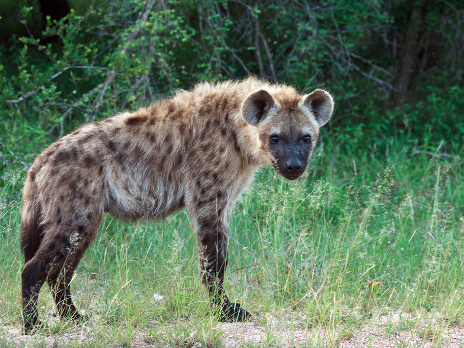 Hyena |Krugerpark, Tamboti, 2012