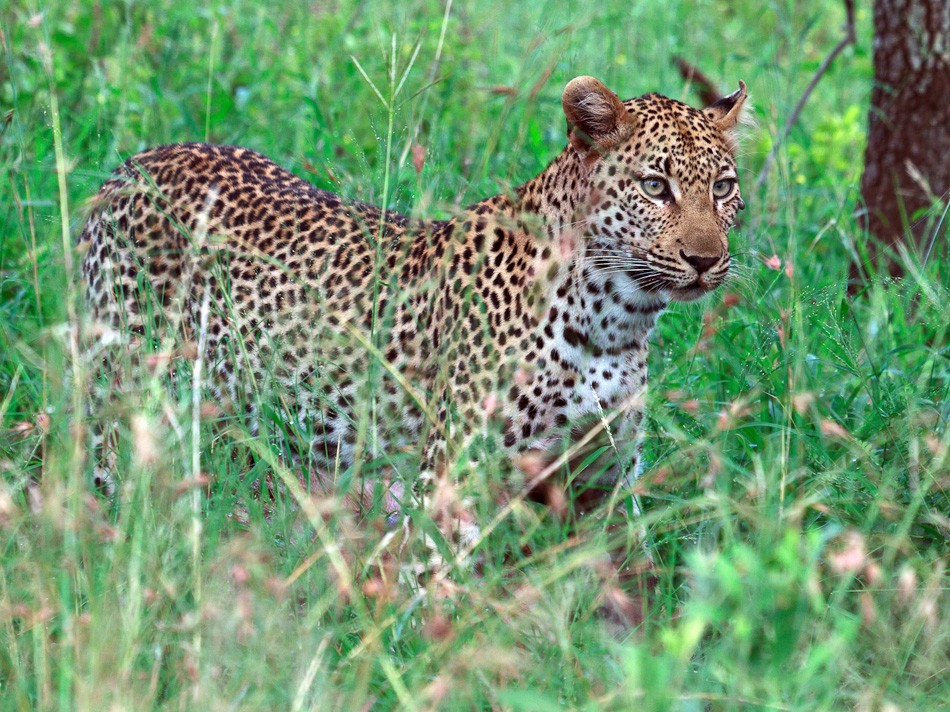 Luipaard |Krugerpark, Tamboti, 2012