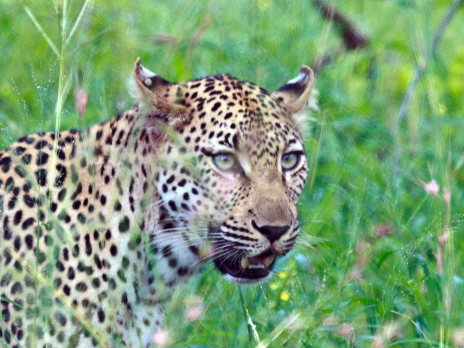Luipaard |Krugerpark, Tamboti, 2012