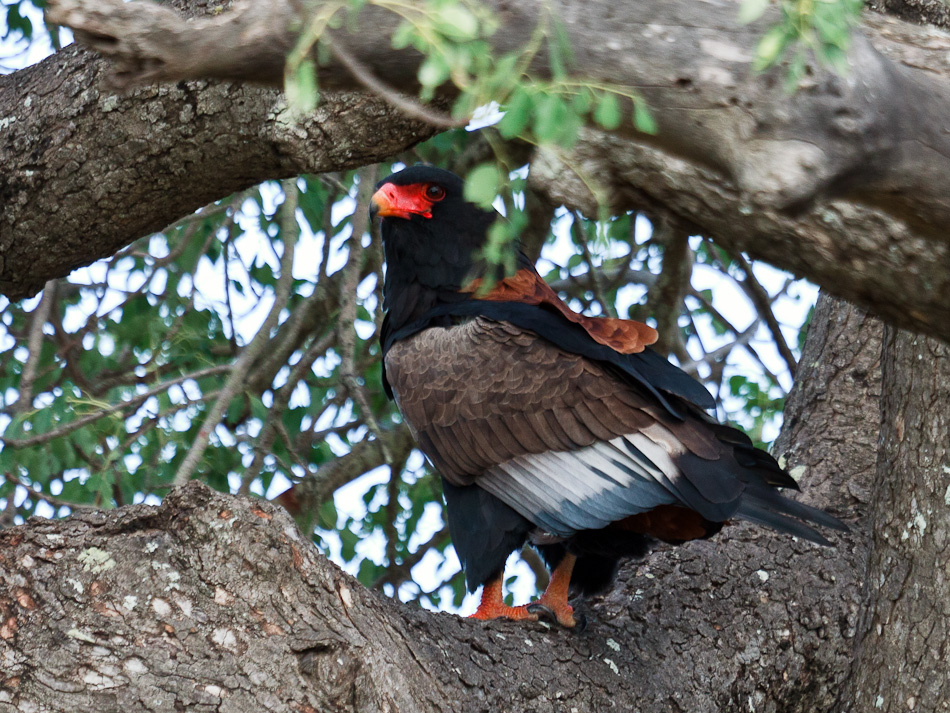 Bateleur | Krugerpark, Tamboti, 2012