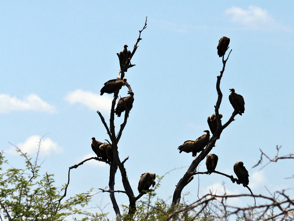 Witruggieren | Krugerpark, Tamboti, 2012