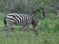 Zebra | Edeni Private Game Resort