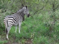 Zebra | Edeni Private Game Resort
