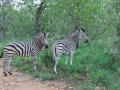 Zebra |Edeni Private Game Resort