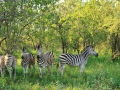 Zebra's | Edeni Private Game Resort