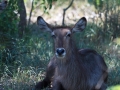 Waterbok| Krugerpark, Shingwedzi