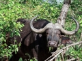 Buffel | Krugerpark, S52, Shingwedzi
