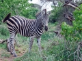 Zebra | Krugerpark, S52, Shingwedzi