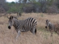 Zebra | Balule, Krugerpark