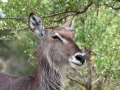 Waterbok | Balule, Krugerpark