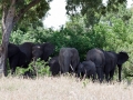 Olifanten | Balule, Krugerpark