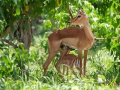 Impala | Krugerpark, Shingwedzi