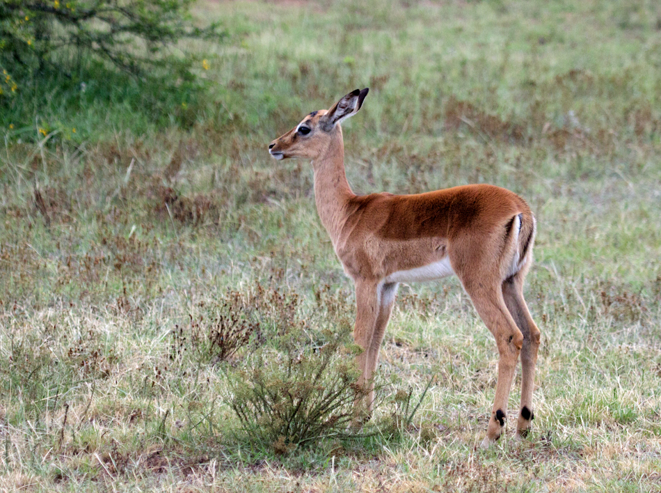 Impala | Addo Elephant National Park, 13 januari 2011