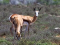 Blesbok | Camdeboo National Park, 8 januari 2011