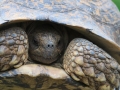 Schildpad | Schotia Safaris, 12 januari 2011