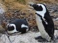 Pinguïn, Boulders Beach, 2 januari 2011