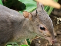Blauwe Duiker | Cango Wildlife, 8 januari 2011