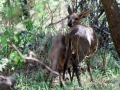 Gewone Duiker | Camdeboo National Park, 8 januari 2011