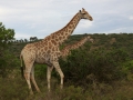 Giraffe | Schotia Safaris, 12 januari 2011