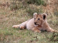 Leeuw | Schotia Safaris, 12 januari 2011