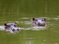 Nijlpaarden |Buffelsdrift, 12 januari 2011