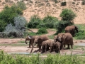 Olifanten | Addo Elephant National Park, 13 januari 2011