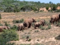 Olifanten | Addo Elephant National Park, 13 januari 2011