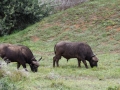 Buffels | Addo Elephant National Park, 13 januari 2011