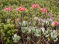 Tafelberg |Kaapstad, 15 januari 2011