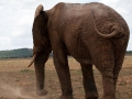 Olifant | Addo Elephant National Park, 13 januari 2011