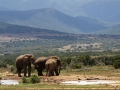 Olifant | Addo Elephant National Park, 13 januari 2011