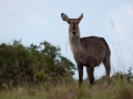 Waterbok | Schotia Safaris, 12 januari 2011