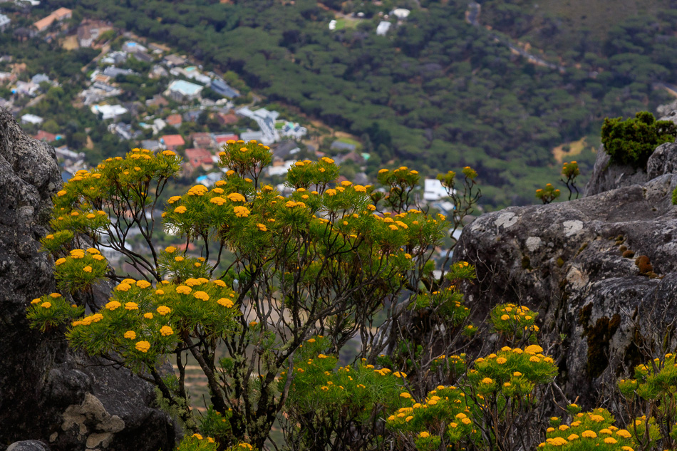 Uitzicht op Kaapstad | Tafelberg, Kaapstad, Zuid-Afrika, 3 december 2018