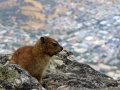 Klipdas | Tafelberg, Kaapstad, Zuid-Afrika, 3 december 2018