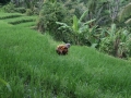 bali-0018