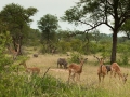 Impala's |Krugerpark, 7 januari 2008