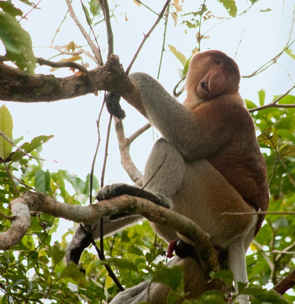 Neusaap | Borneo, 7 juni 2009