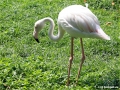 Flamingo | Maleisië