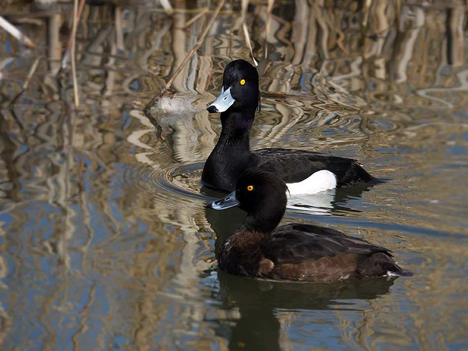 kuifeend | Zevenhuizerplas, 22 februari 2011