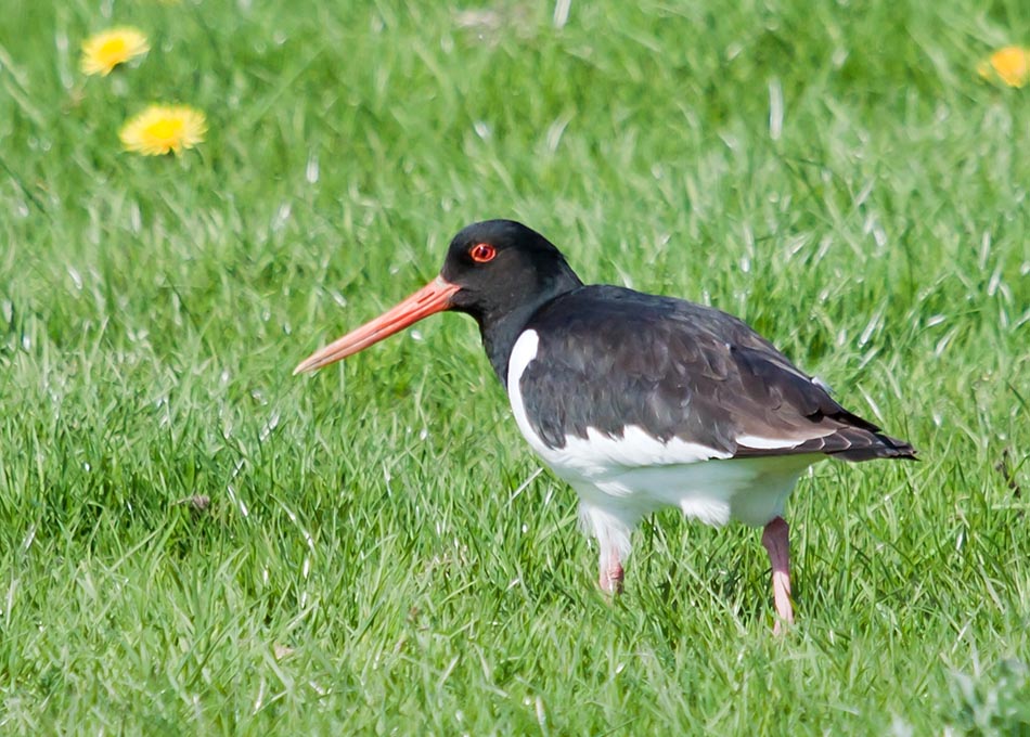 Scholekster | Rottemeren, 19 april 2011