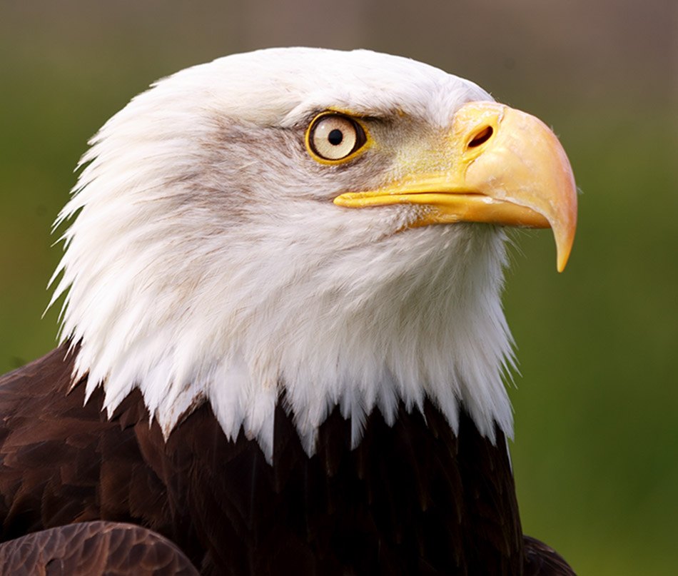 Zeearend  | Berkel en Rodenrijs, 21 mei 2012