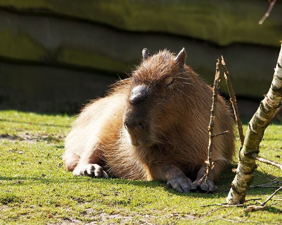Capibara - Beekse Bergen, 4 april 2014